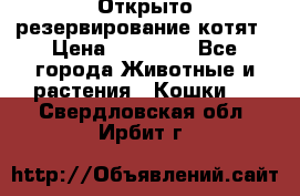 Открыто резервирование котят › Цена ­ 15 000 - Все города Животные и растения » Кошки   . Свердловская обл.,Ирбит г.